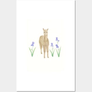 Llama and Irises Posters and Art